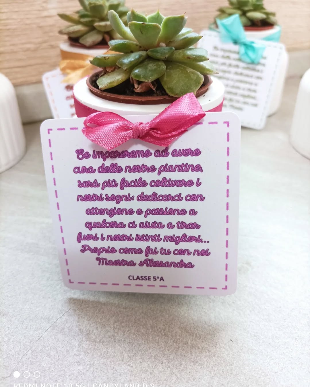 Vasetto con Piantina Grassa